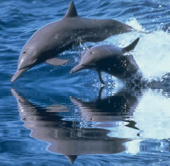 Dolfijnen krabbels