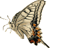 Vlinders krabbels